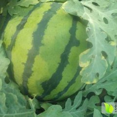 陕西陆地京欣西瓜火热上市