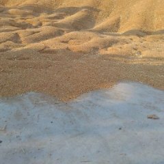 河北新乐冬小麦价格行情平稳