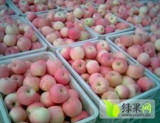 陕西大荔藤木苹果价格适宜