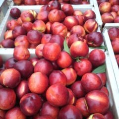 2015砀山油桃收购工作全面开展