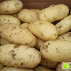 平度张戈庄小梁荷兰十五土豆