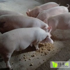 江苏沭阳土杂猪价格适宜