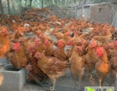 2015沭阳小公鸡大量出售2-3.5斤欢迎采购