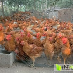 2015沭阳小公鸡大量出售2-3.5斤欢迎采购