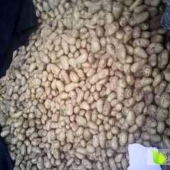 苍山庄坞李广泉6月荷兰十五土豆