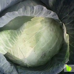 苍山甘蓝口感爽口,庄坞李广泉诚信合作