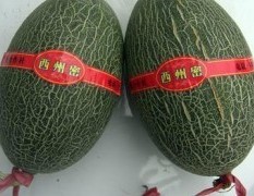 山东省聊城市莘县武振猛1月甜瓜