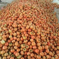 河北望都大红西红柿著名品种