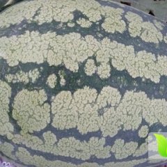 2015大荔西瓜行情，宁夏晒砂西瓜价格