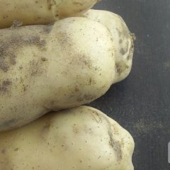 滦县地图小李6月荷兰十五土豆