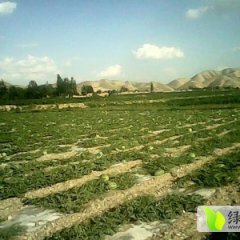 会宁郭城赵振鑫 硒砂瓜西瓜