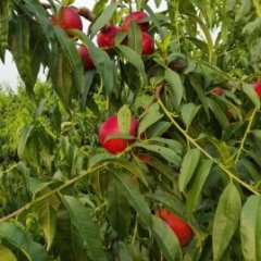 2015大荔油桃今年价格有看点