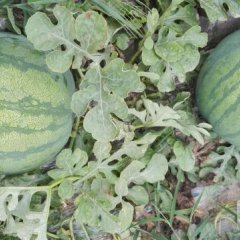 大荔高明张桥6月花皮无籽西瓜