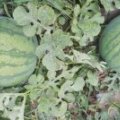 大荔高明张桥6月花皮无籽西瓜