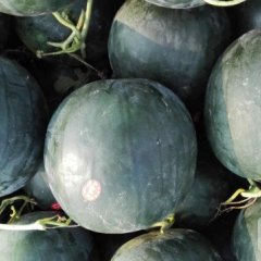 2015大荔西瓜值得出手