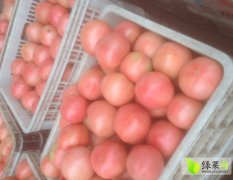 河南中牟硬粉西红柿著名品牌