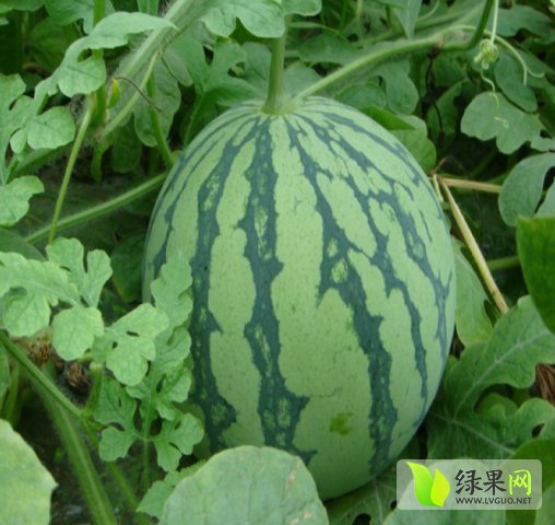 2015年湖南君山麒麟西瓜价格