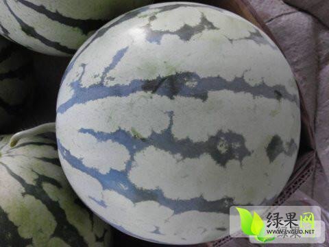 2015年湖南君山久甜二号价格