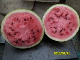 河北广宗三连冠、龙卷风西瓜著名品种