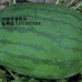 2015开封县西瓜走过路过不要错过