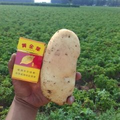 唐山玉田早大白荷兰地膜土豆开始上市质量好