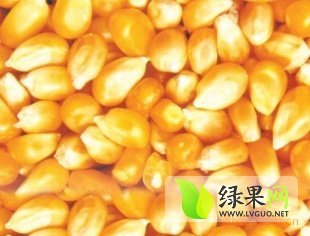 湖北汉川黄玉米需求量大