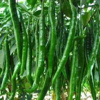 河南中牟湘辣七号辣椒假一赔十