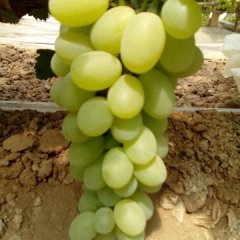 清苑葡萄上货量大大柳韩伟卿诚信合作