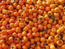 6月黄柿子长势旺盛