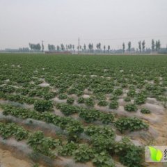 万亩红薯龙薯九号红薯