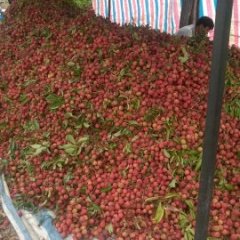 容县荔枝早买早赚,容州何耀模诚信合作