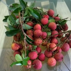 广西桂林五里店果蔬批发市场供应大量新鲜淮枝荔枝