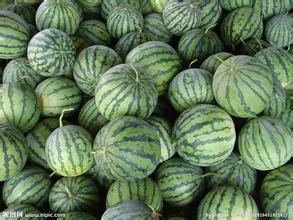 辽宁凌海冠龙西瓜火热上市