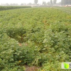 滦县小马许克胜6月荷兰十五土豆