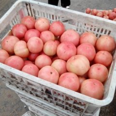 2015中牟西红柿走过路过不要错过