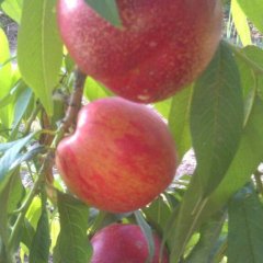 冠县兰沃张小姐中油4号油桃