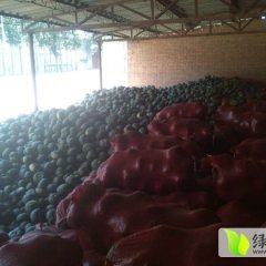 2015清苑南瓜现在订货有惊喜