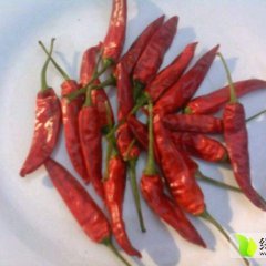 曹县辣椒价格行情平稳诚信合作