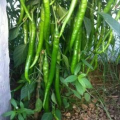 大量供应新鲜湘辣七号线椒