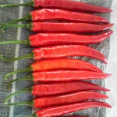 曹县辣椒欢迎合作,孙老张西庆诚信合作