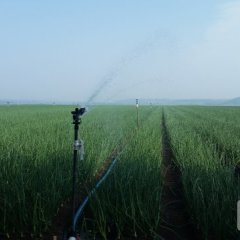 黑龙江宁安 吴晋成，洋葱、紫葱、毛葱品质好！