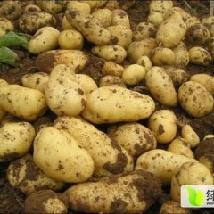 山东肥城荷兰十五土豆香甜可口