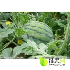 供应辽宁省凌海市西瓜西瓜