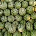 大量供应露天西瓜