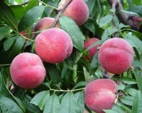 2015饶阳蜜桃苹果桃上市了