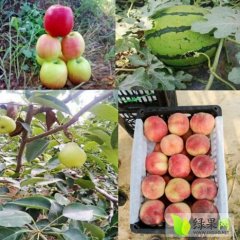 大荔西瓜毛桃梨全部掉价