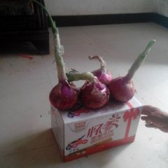 汝州纸坊邵志远6月红皮洋葱