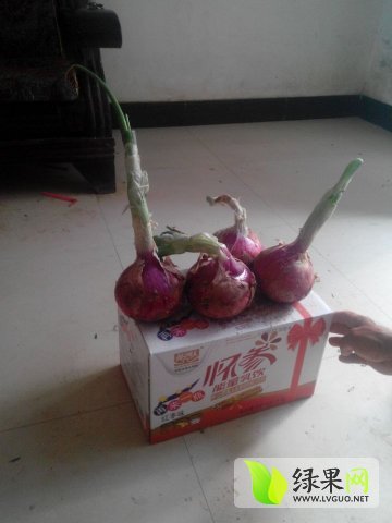 2015年河南汝州红皮洋葱价格