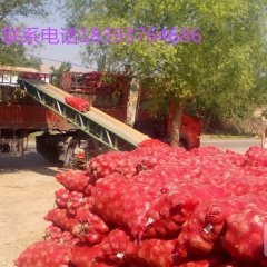靖远洋葱上货量大大芦吴步轩诚信合作