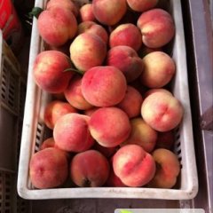 单县蜜桃绿色无公害朱先生诚信合作